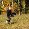Hobby Horse Skippi gniady - Pferd auf einem Stock - Stock - für Kinder - A3 Zaumzeug